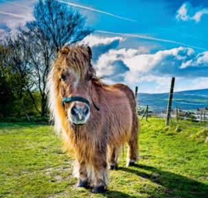 Shetlandpony